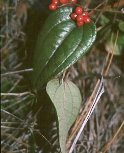 Dwarf Smilax berries and leaves